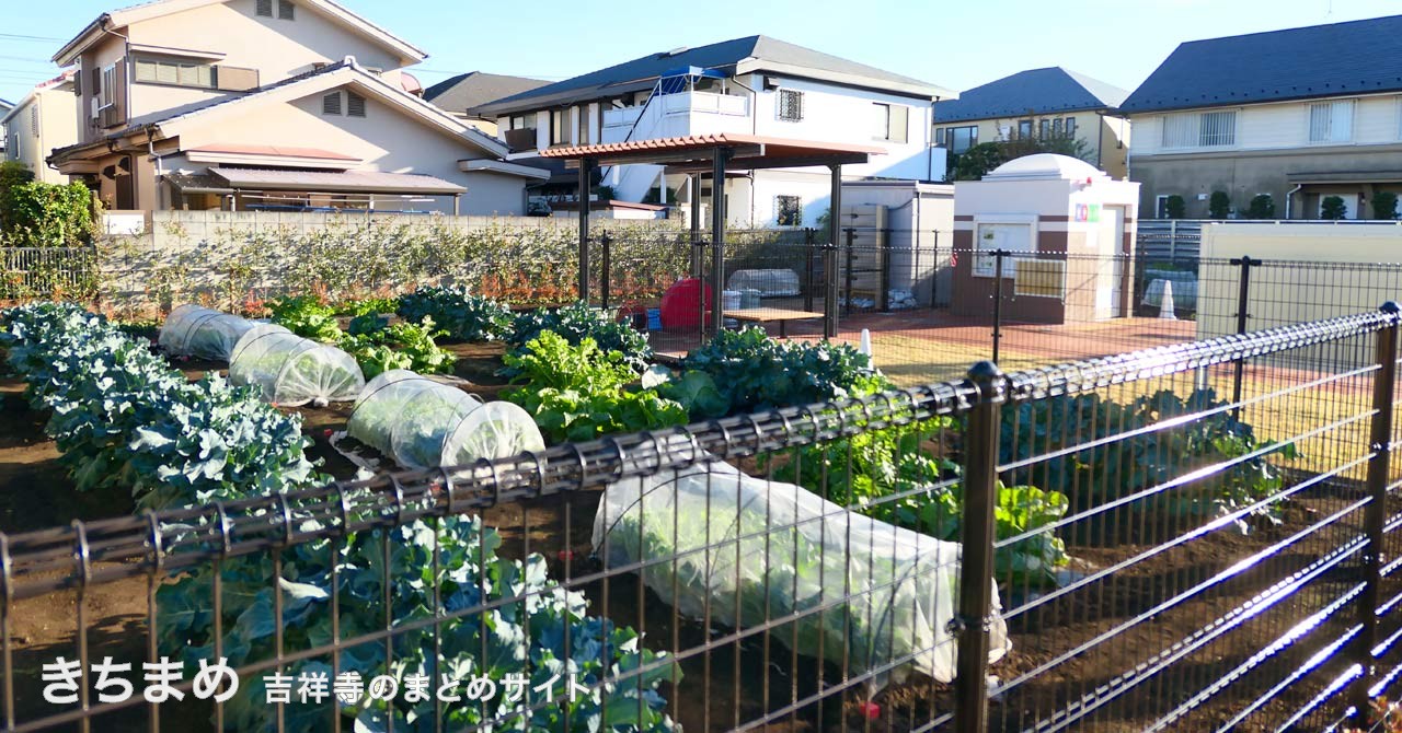 吉祥寺東町農業公園の畑部分