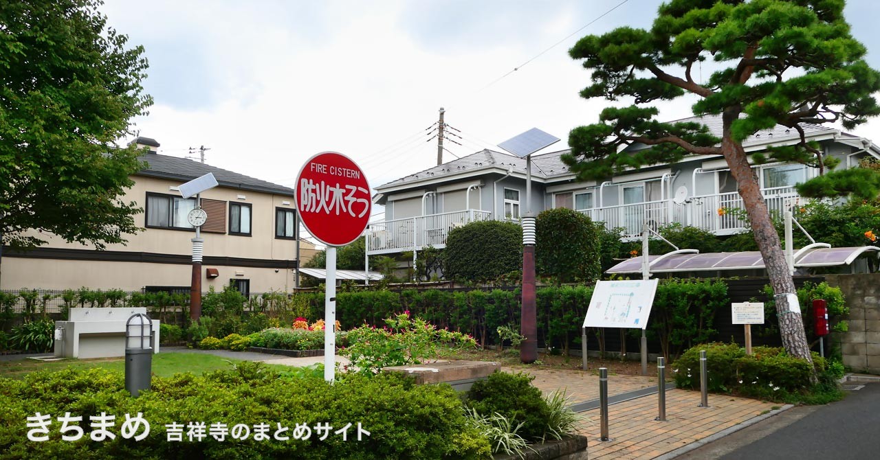 東町防災広場の松の木