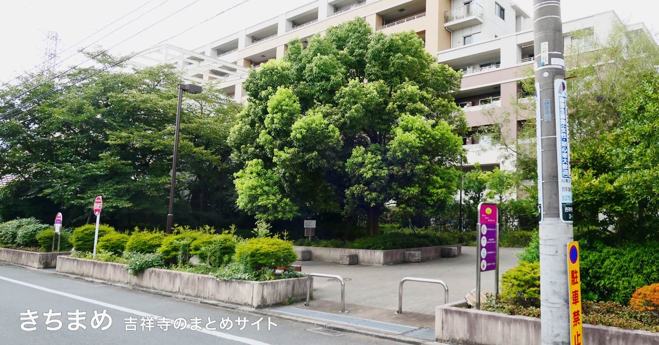 東町くすのき公園の楠