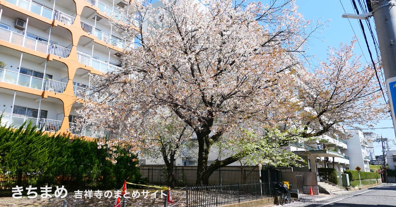 吉祥寺南公園の桜