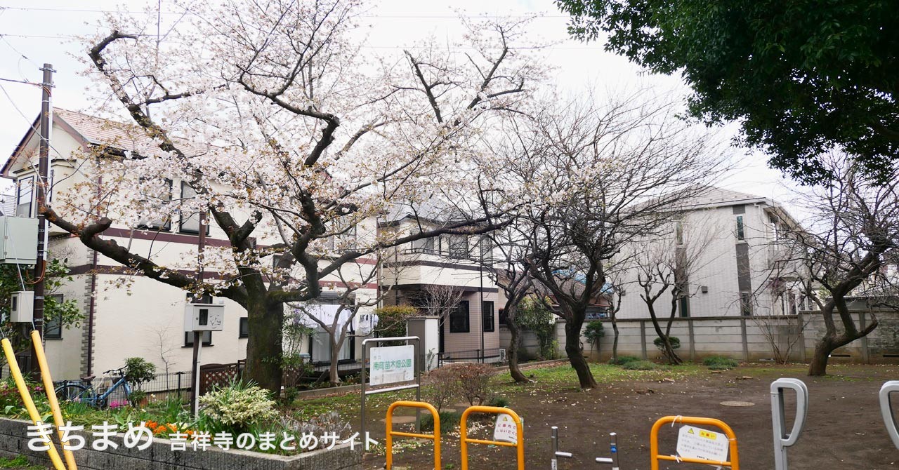 南町苗木畑公園の桜
