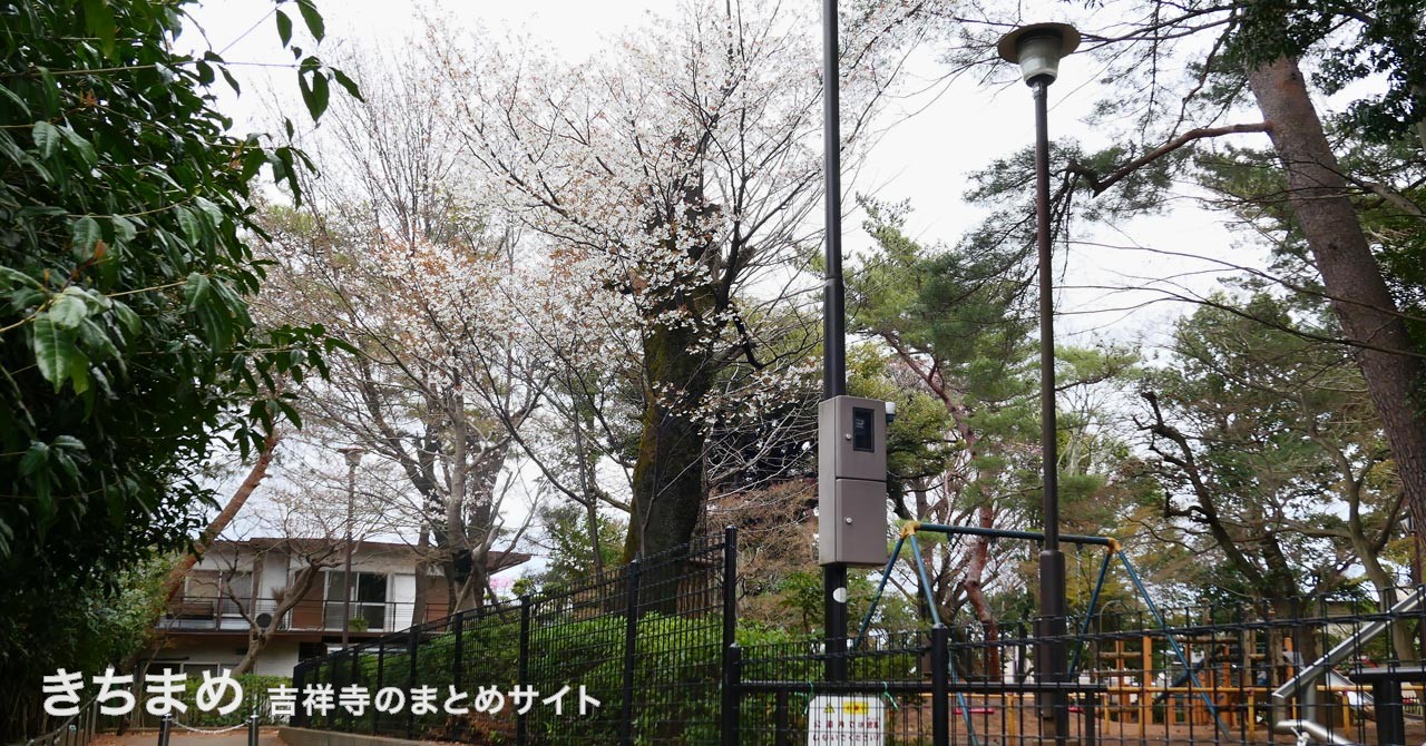 松籟公園の桜