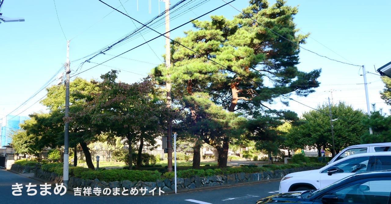 八幡通り公園の松の木