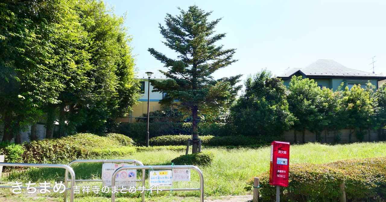 もみのき公園のモミの木