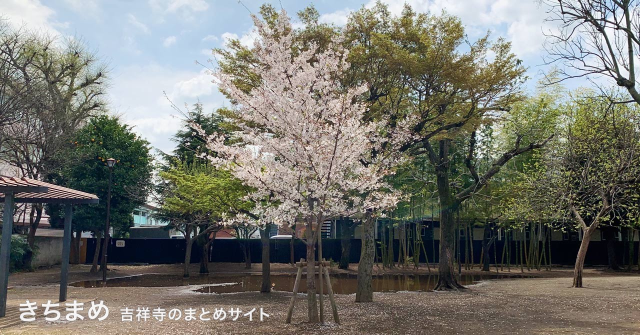 すくすく泉公園の桜
