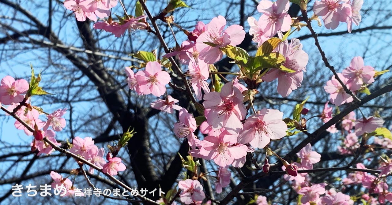 河津桜のアップ