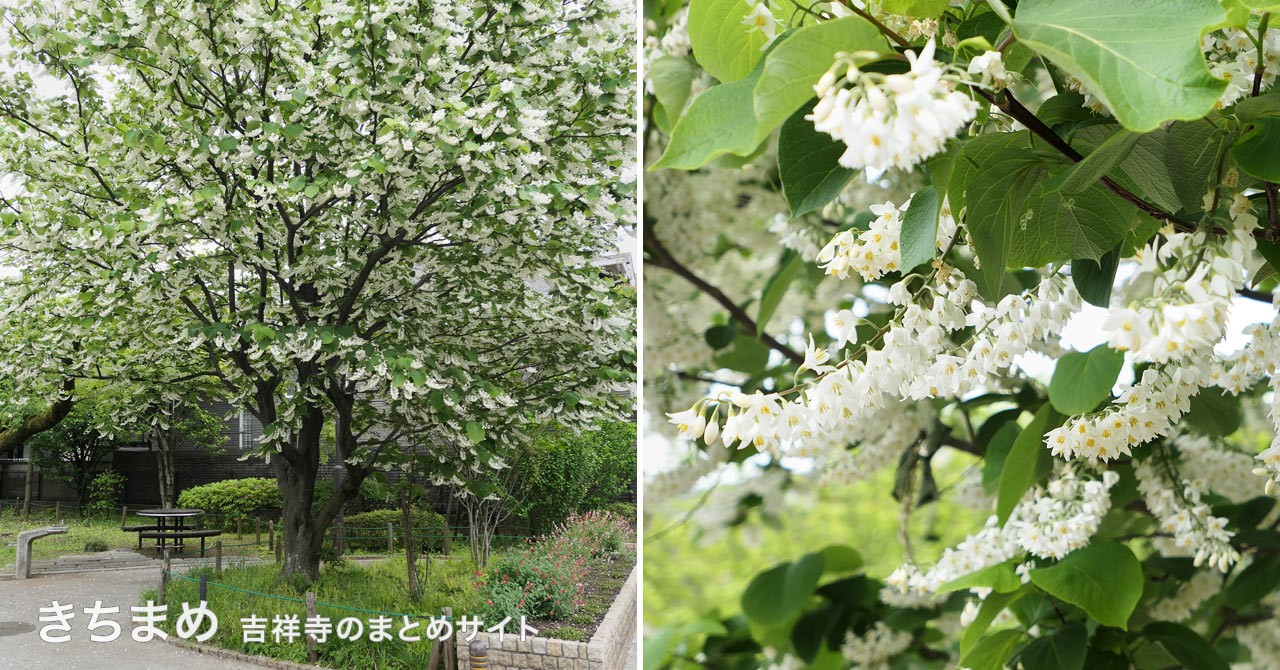 北町さくら緑地のハクウンボク