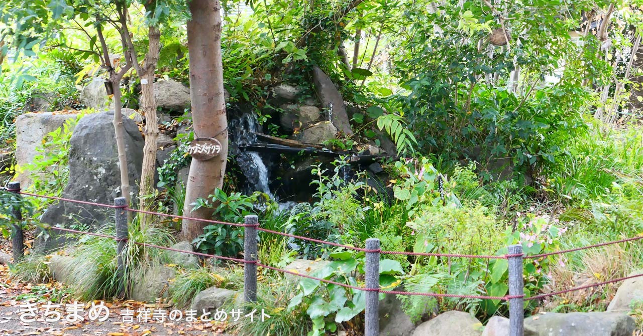 木の花小路公園の滝