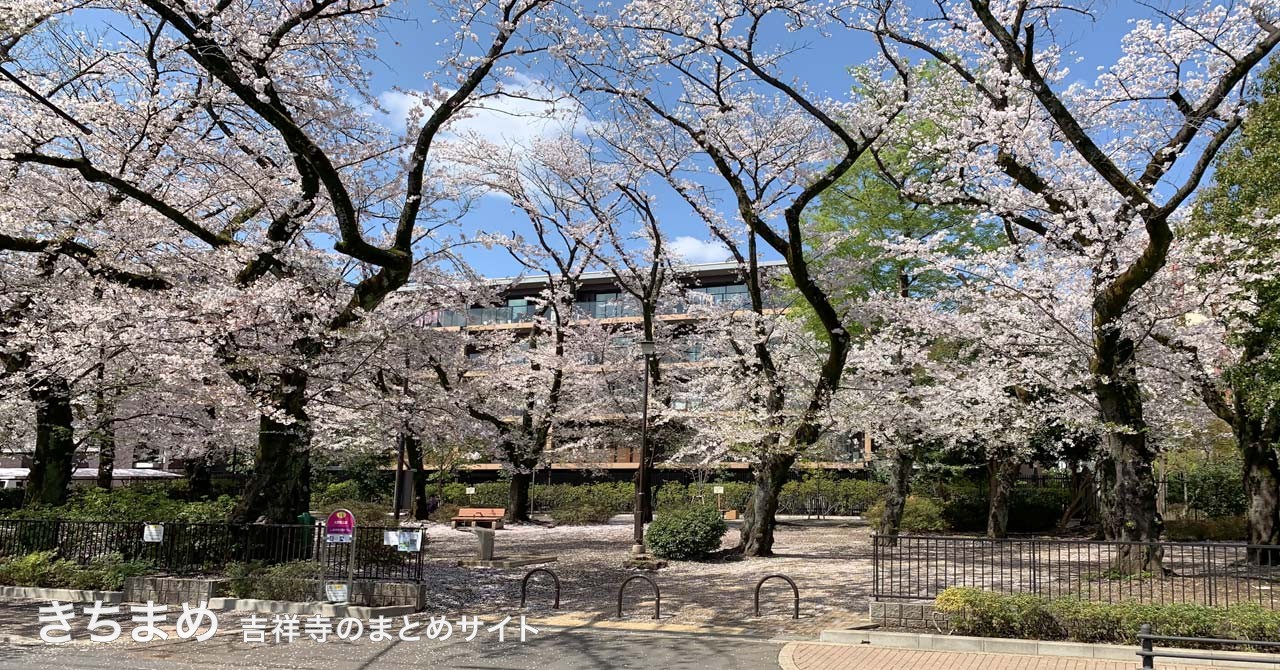大野田公園の桜